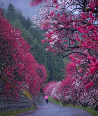 Картинка Япония сакуры Весна Пагоды город