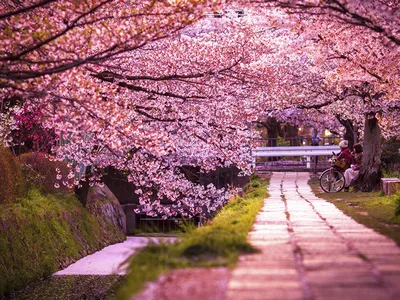 Япония весна сакура японская красивая…» — создано в Шедевруме