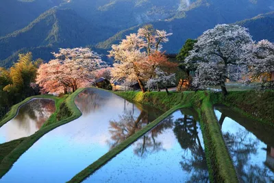 Японские непристойные «весенние картинки» сюнга — красота, чувственность и  вызывающая вульгарность. | ArtAlebrio | Дзен