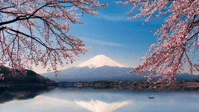 Сакура. Вишни цвета, Япония. Розовая весенние цветы фон. Стоковое  Изображение - изображение насчитывающей напольно, красивейшее: 181214831
