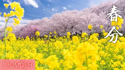 Фотообои Япония весной на стену. Купить фотообои Япония весной в  интернет-магазине WallArt