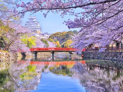 24 сезона традиционного японского солнечного календаря: Сюмбун, весеннее  равноденствие | Nippon.com