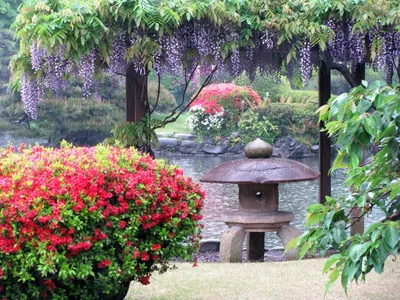 Японские весенние цветы, которые выращивали самураи | Япония глазами одного  гайджина | Дзен