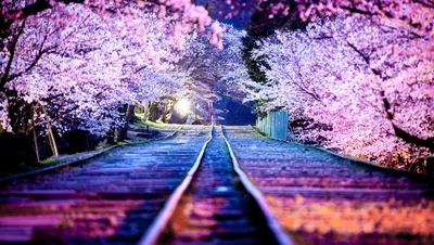 Фото Япония сакуры Himeji Castle Замки Весна город Цветущие деревья