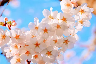 Вишневый Цвет, Японская Весна Живописные Весенние Цветы Весна Фона  Фотография, картинки, изображения и сток-фотография без роялти. Image  56489003