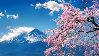 Фудзи Япония Весной — стоковые фотографии и другие картинки Япония - Япония,  Гора Фудзи, Цветок вишни - iStock