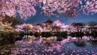 Весна в Японии (91 фото) - 91 фото