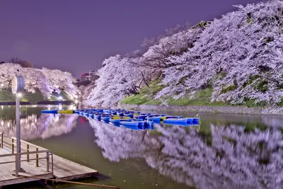 Японский сюжет весны. Photographer Lashkov Fedor