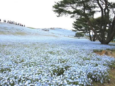 Тур «Японская весна - цветение сливы и ранней сакуры» - Япония  (Образовательный) 22 фев – 02 мар по цене от 3 280 $ · YouTravel.Me