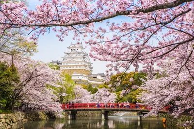 Японские весенние цветы, которые выращивали самураи | Япония глазами одного  гайджина | Дзен