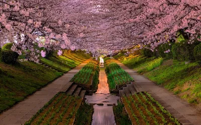 Вишневое Дерево Весна Япония Синее - Бесплатное фото на Pixabay - Pixabay