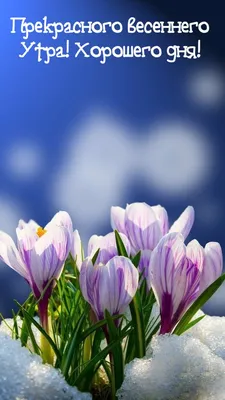 Картинки доброе утро хорошего дня и прекрасного настроения красивые весна  (62 фото) » Картинки и статусы про окружающий мир вокруг