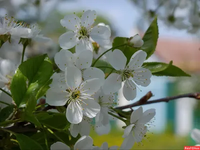Природа России Весна (53 фото) - 53 фото