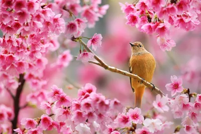 Вишни цвета на фоне природы. Весенние цветы. Фон Bokeh с весны Стоковое  Фото - изображение насчитывающей сад, листья: 174951494