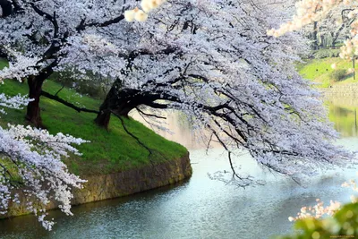 Дерево цветы на фоне природы с бабочка. Весенние цветы. Фон весны. Стоковое  Фото - изображение насчитывающей средства, промахов: 209022410
