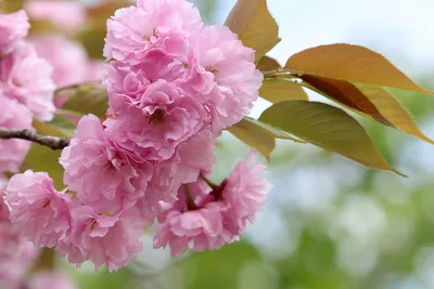 Вишни цвета на фоне природы. Весенние цветы. Фон Bokeh с весны Стоковое  Фото - изображение насчитывающей листья, сад: 174951524