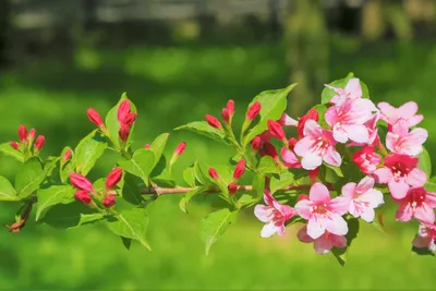 Весна Весенние Цветы Природа - Бесплатное фото на Pixabay - Pixabay
