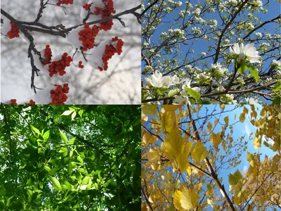 Весна. Красивые картинки на телефон. Скачайте бесплатно! | Фоновые рисунки,  Пейзажи, Зимние картинки