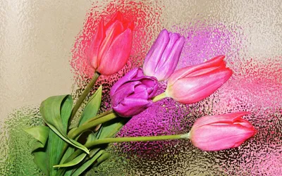 Скачать обои bokeh, лето, tulips wallpapers, лепестки, hd wallpapers, hd  обои, боке, цветок, тюльпаны, свет, широкоформатные, летние обои, … | Цветы,  Тюльпаны, Обои