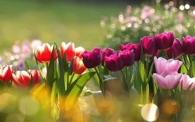 Фон рабочего стола где видно тюльпаны разные, весенние цветы, красивые обои,  Tulips early, spring flowers, beautiful wallpaper