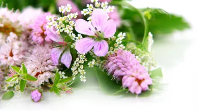 Скачать обои снег, цветы, мох, весна, крокусы, первоцветы, весенние цветы,  раздел цветы в разрешении 1024x768