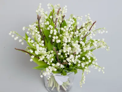 Скачать обои Горные весенние цветы на рабочий стол из раздела картинок Весна