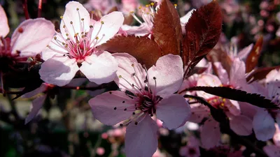 Розовые весенние цветы на дереве обои для рабочего стола, картинки, фото,  1920x1080.