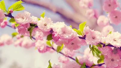 Обои Розовый весенний цветок, картинки - Обои для рабочего стола Розовый весенний  цветок фото из альбома: (цветы)