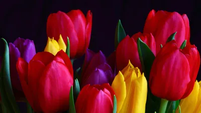 HD картинки весна 1920x1080, обои весенние цветы 1920x1080, скачать обои  высокого качества