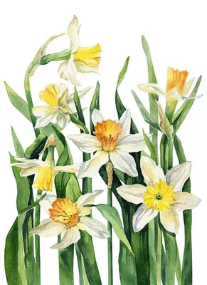 Рисунок Первые весенние цветы №212755 - «Весна-красна!» (29.12.2023 - 12:48)