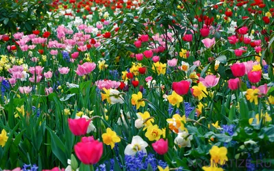 Картина Весенние цветы ᐉ Кожуховская Юлия ᐉ онлайн-галерея Molbert.