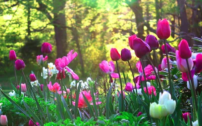 Весенние цветы Ландыши (52 фото) - 52 фото