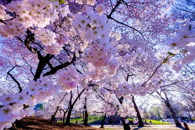 Весенние цветы картинки, фото обои для рабочего стола с весенними ... |  Весенние цветы, Цветущие деревья, Цветок