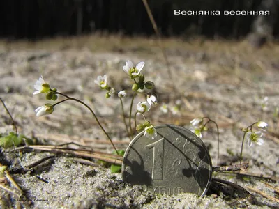 Купить картину Весенние цветы в Москве от художника Маливани Диана