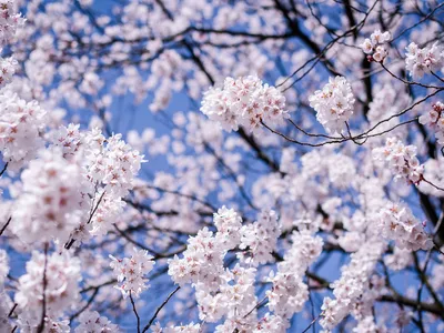 картинки : дерево, филиал, цвести, растение, цветок, люблю, весна, сад,  Розовый, время года, вишня в цвету, Вишневые деревья, Цветущие деревья,  Kungstr dg rden 2448x3264 - - 1246574 - красивые картинки - PxHere