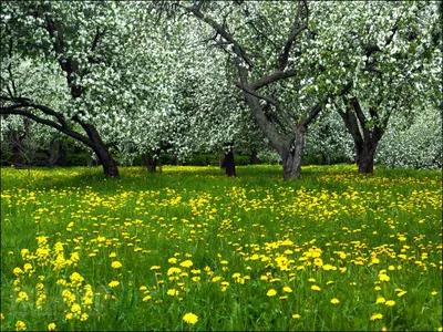 Казимир Северинович Малевич - Весенний сад в цвету, 1904, 55×44 см:  Описание произведения | Артхив