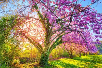 Фото Цветущий весенний сад, by Denny Bitte