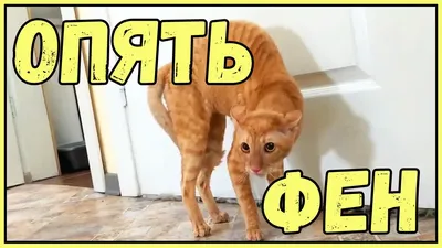 погладь кота :: котэ (прикольные картинки с кошками) / смешные картинки и  другие приколы: комиксы, гиф анимация, видео, лучший интеллектуальный юмор.