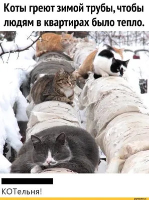 Коты греют зимой трубы, чтобы людям в квартирах было тепло. КОТельня! /  Приколы для даунов :: коты греют трубы чтобы людям было тепло :: котэ ( прикольные картинки с кошками) :: разное /