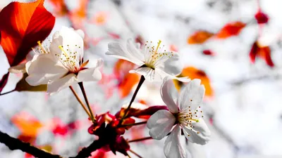 Скачать обои цветы, листья, весна, белые, подснежники разрешение 1920x1080  #26241