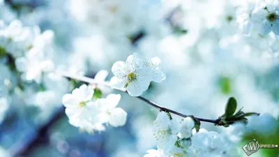 Картинки природа, весна, цветы, нарциссы - обои 1920x1080, картинка №276044