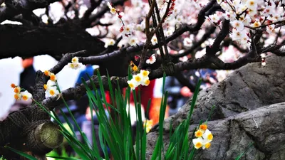 Скачать обои Весна, Ветки, Цветы, Листья в разрешении 1920x1080 на рабочий  стол