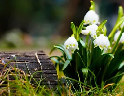 весна идёт в Альпы. луг с капельками снега Стоковое Изображение -  изображение насчитывающей цветки, весна: 236376713
