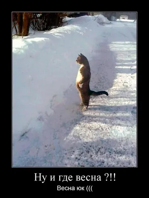 Magic cat - #снегидет #челябинск #снегвапреле #апрель #весна #снег  #настроение #улыбка #юмор #стихи #ярисую #кот #котя #magicshake74 | Facebook