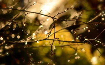 капли воды на ветках растения. ранняя весна. размытый фон. погода после  дождя Стоковое Фото - изображение насчитывающей капелька, изменение:  257203708