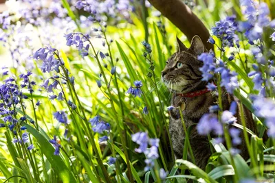 Весна и котики (58 фото) - 58 фото