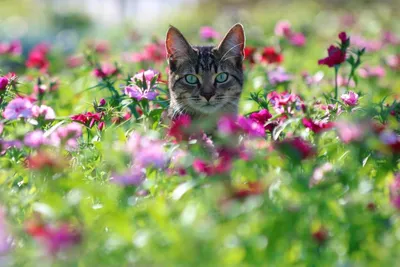 2,477 отметок «Нравится», 35 комментариев — Синие Коты (@sinekot_) в  Instagram: «Скоро весна! (Лирическое)» | Cat art illustration, Cat  painting, Cat art