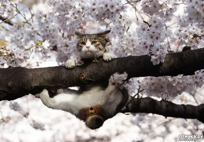 Весна. Коты прилетели. — Фото №1400197
