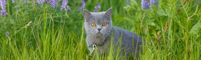 7 фактов о том, как коты встречают весну | Все для Вас Сергиев Посад