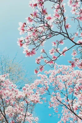 Весна. Красивые картинки на телефон. Скачайте бесплатно! | Пейзажи, Фоновые  рисунки, Зимние картинки